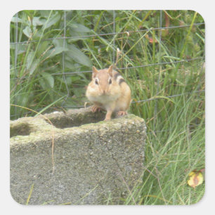 Cute Chipmunk Vierkante Sticker