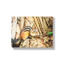 Cute Chipmunk Wildlife Animals Natuur