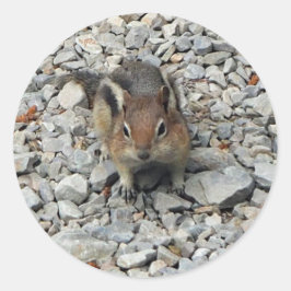 Cute Chipmunk Wildlife Foto Ronde Sticker
