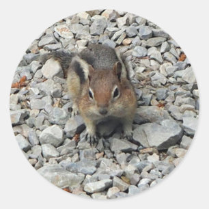 Cute Chipmunk Wildlife Photo Ronde Sticker