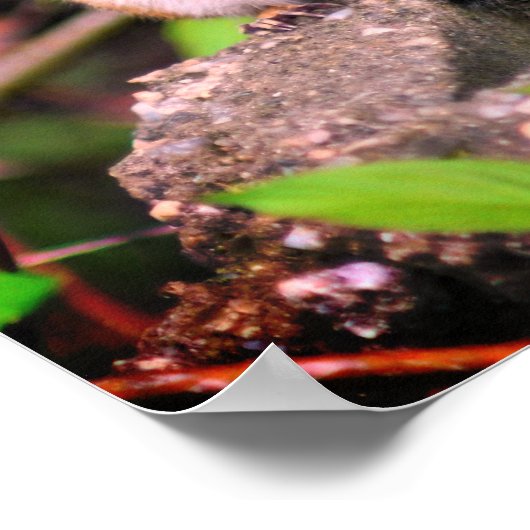 Cute Chipmunk Wildlife Poster (Hoek)