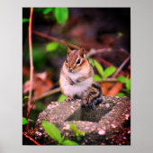 Cute Chipmunk Wildlife Poster (Voorkant)