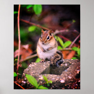 Cute Chipmunk Wildlife Poster