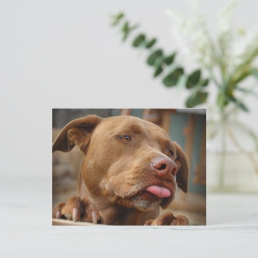Cute chocolade Lab Pit Mix Dog Briefkaart (Staand voorkant)