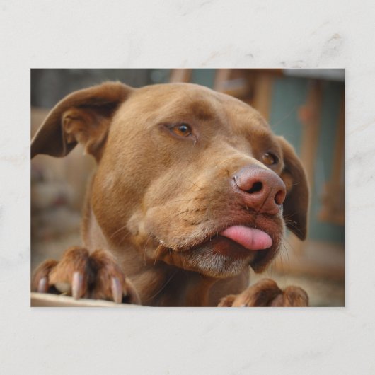 Cute chocolade Lab Pit Mix Dog Briefkaart (Voorkant)