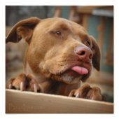 Cute chocolade Lab Pit Mix Dog Foto Afdruk (Voorkant)