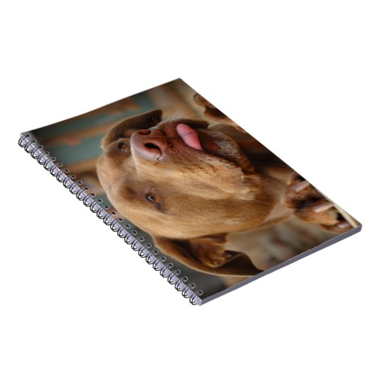 Cute chocolade Lab Pit Mix Dog Notitieboek (Rechterzijde)
