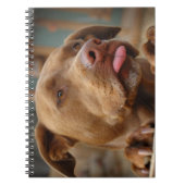 Cute chocolade Lab Pit Mix Dog Notitieboek (Voorkant)