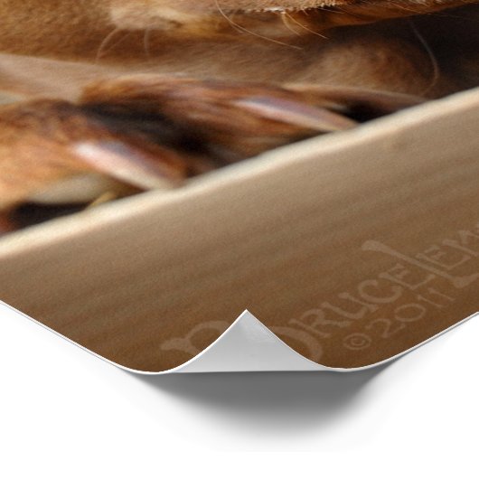 Cute chocolade Lab Pit Mix Dog Poster (Hoek)