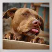 Cute chocolade Lab Pit Mix Dog Poster (Voorkant)
