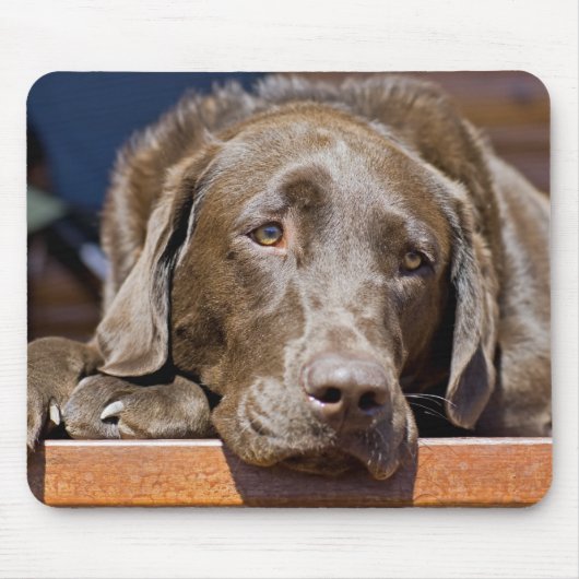 Cute Chocolate Brown Labrador Retriever Pet Dog Muismat (Voorkant)
