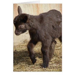 Cute Chocolate Goat Kind