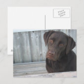 Cute Chocolate Lab Briefkaart (Voorkant / Achterkant)