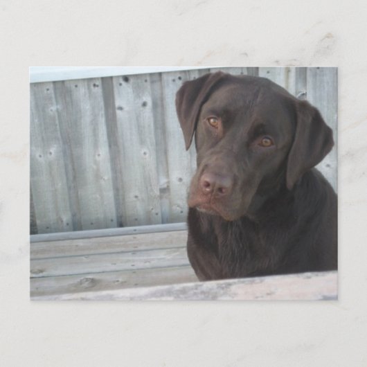 Cute Chocolate Lab Briefkaart (Voorkant)