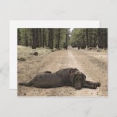 Cute Chocolate Lab op een bos spoor Briefkaart (Voorkant / Achterkant)