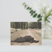 Cute Chocolate Lab op een bos spoor Briefkaart (Staand voorkant)
