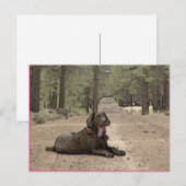 Cute Chocolate Lab op een bos spoor Briefkaart (Voorkant / Achterkant)