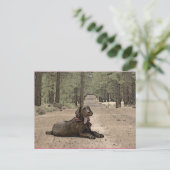 Cute Chocolate Lab op een bos spoor Briefkaart (Staand voorkant)