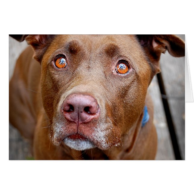 Cute Chocolate Lab Pit Mix Dog 7 (Voorkant Horizontaal)