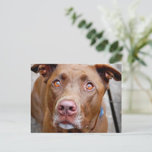 Cute Chocolate Lab Pit Mix Dog 7 Briefkaart (Staand voorkant)