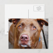 Cute Chocolate Lab Pit Mix Dog 7 Briefkaart (Voorkant / Achterkant)