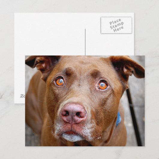 Cute Chocolate Lab Pit Mix Dog 7 Briefkaart (Voorkant / Achterkant)