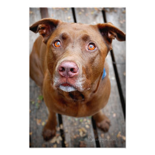Cute Chocolate Lab Pit Mix Dog 7 Foto Afdruk