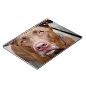Cute Chocolate Lab Pit Mix Dog 7 Notitieboek (Linkerzijde)