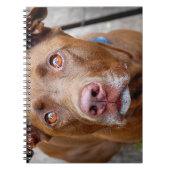 Cute Chocolate Lab Pit Mix Dog 7 Notitieboek (Voorkant)