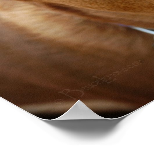 Cute Chocolate Lab Pit Mix Dog Portret 5 Poster (Hoek)