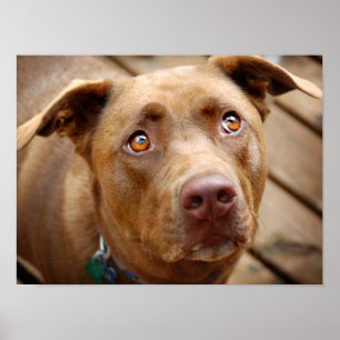 Cute Chocolate Lab Pit Mix Dog Portret 5 Poster