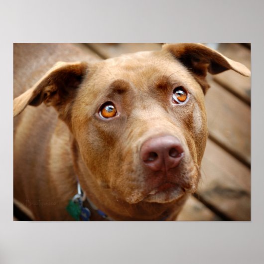 Cute Chocolate Lab Pit Mix Dog Portret 5 Poster (Voorkant)