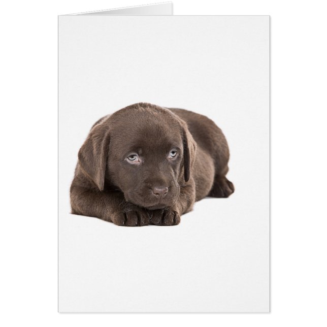 Cute Chocolate Labrador Puppy (Voorkant)