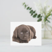 Cute Chocolate Labrador Puppy Briefkaart (Staand voorkant)