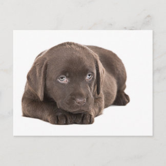 Cute Chocolate Labrador Puppy Briefkaart