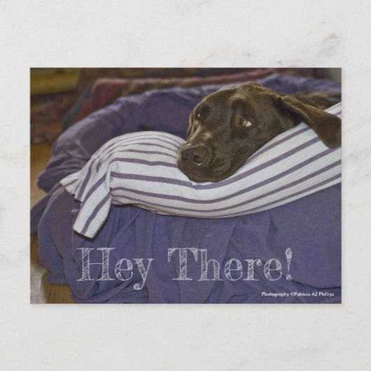 Cute Chocolate Labrador Retriever in aangepaste be Briefkaart (Voorkant)