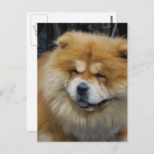 Cute Chow Briefkaart (Voorkant / Achterkant)