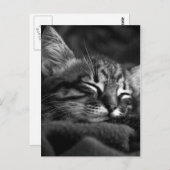 Cute Close Up Face of a Sleeping Tabby Kitten Briefkaart (Voorkant / Achterkant)