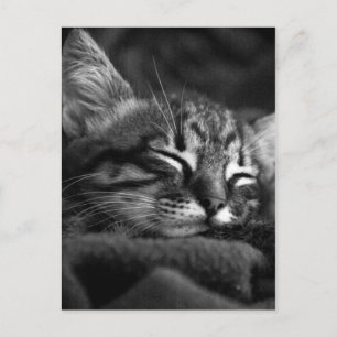 Cute Close Up Face of a Sleeping Tabby Kitten Briefkaart