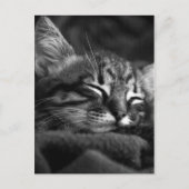 Cute Close Up Face of a Sleeping Tabby Kitten Briefkaart (Voorkant)