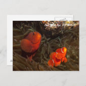 Cute Clownfish Briefkaart (Voorkant / Achterkant)