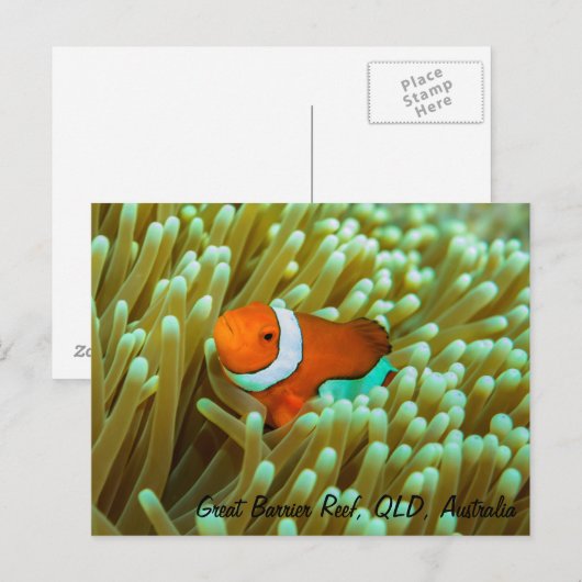 Cute Clownfish Briefkaart (Voorkant / Achterkant)