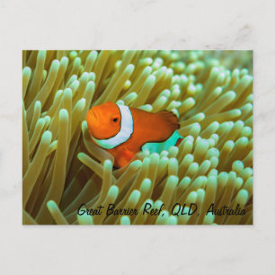 Cute Clownfish Briefkaart