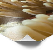 Cute Clownfish on the Great Barrier Reef Foto Afdruk (Hoek)