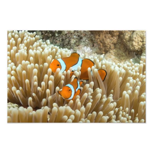 Cute Clownfish on the Great Barrier Reef Foto Afdruk (Voorkant)