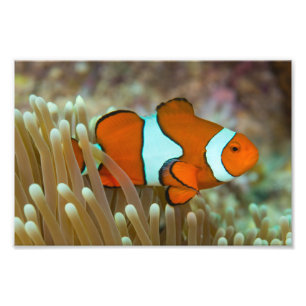 Cute Clownfish Photo Print Foto Afdruk