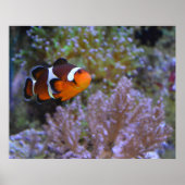 Cute Clownfish Zee Anemone Coral Underwater foto Poster (Voorkant)