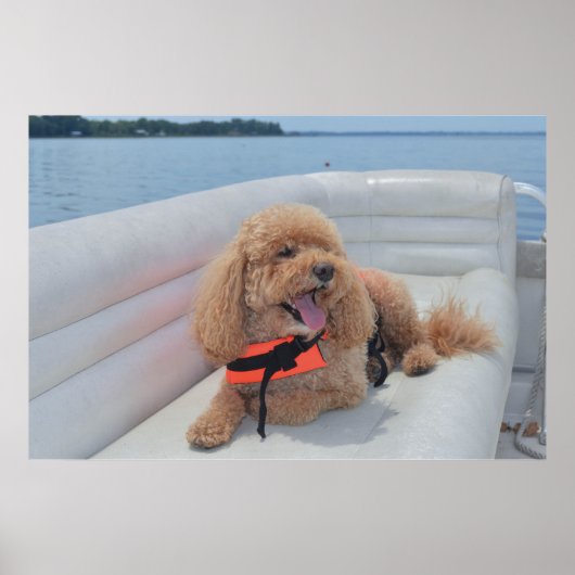 Cute Cockapoo Dog Foto met Life Vest Poster (Voorkant)