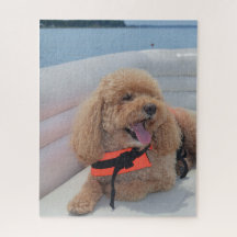 Cute Cockapoo Dog met Life Vest