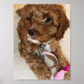 Cute Cockapoo Puppy Poster (Voorkant)